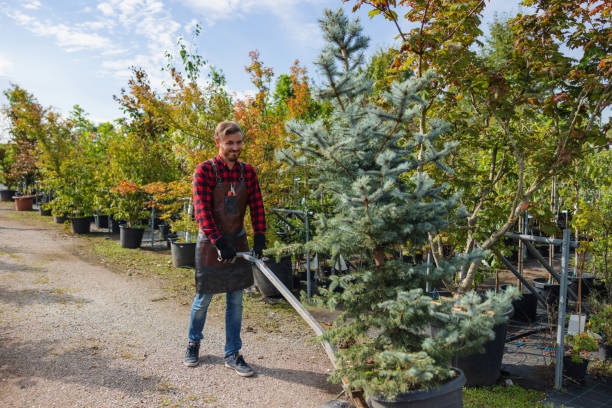 Tree Removal and Landscaping Services